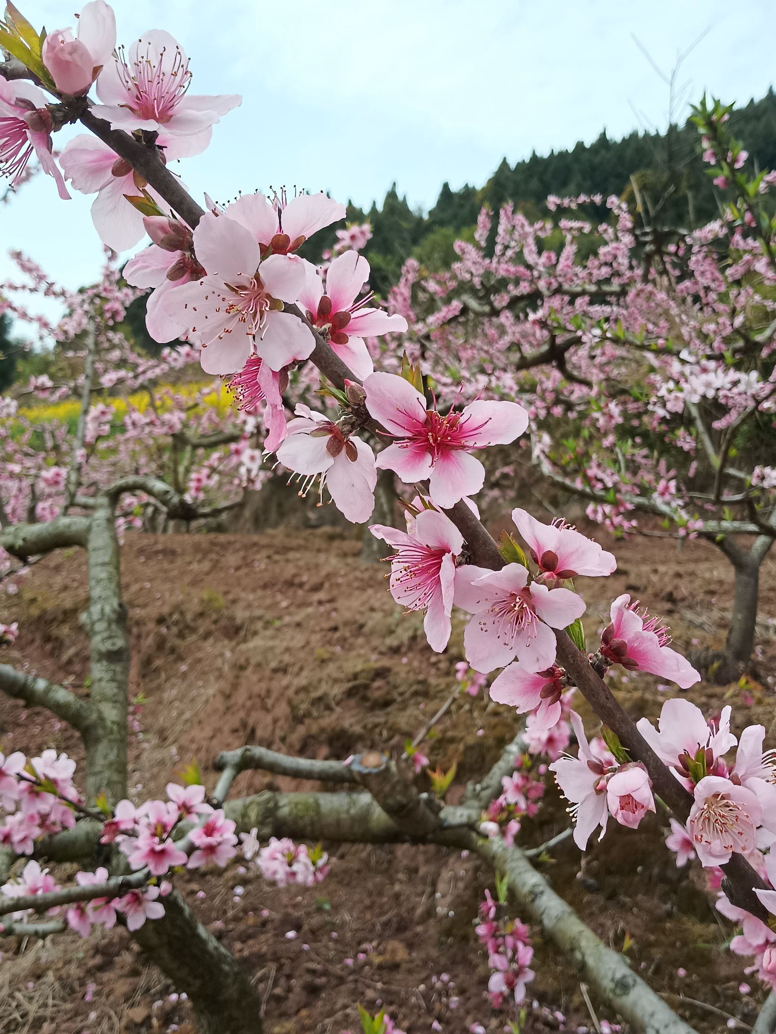 充国香桃源旅行图片 2