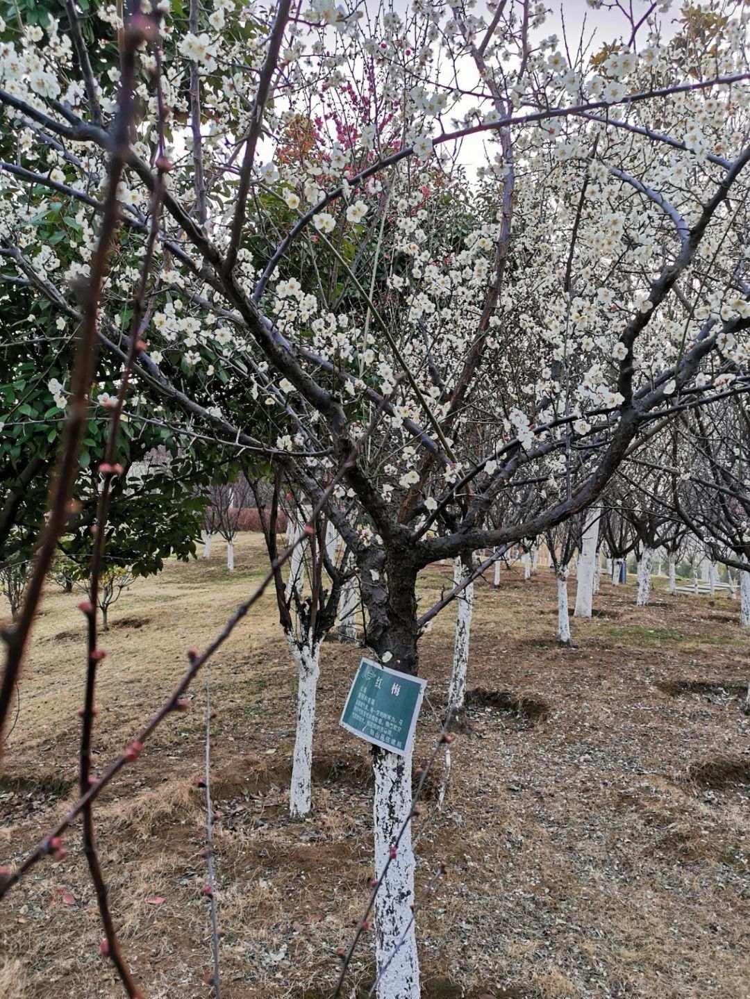 砀山环城公园旅行图片 3