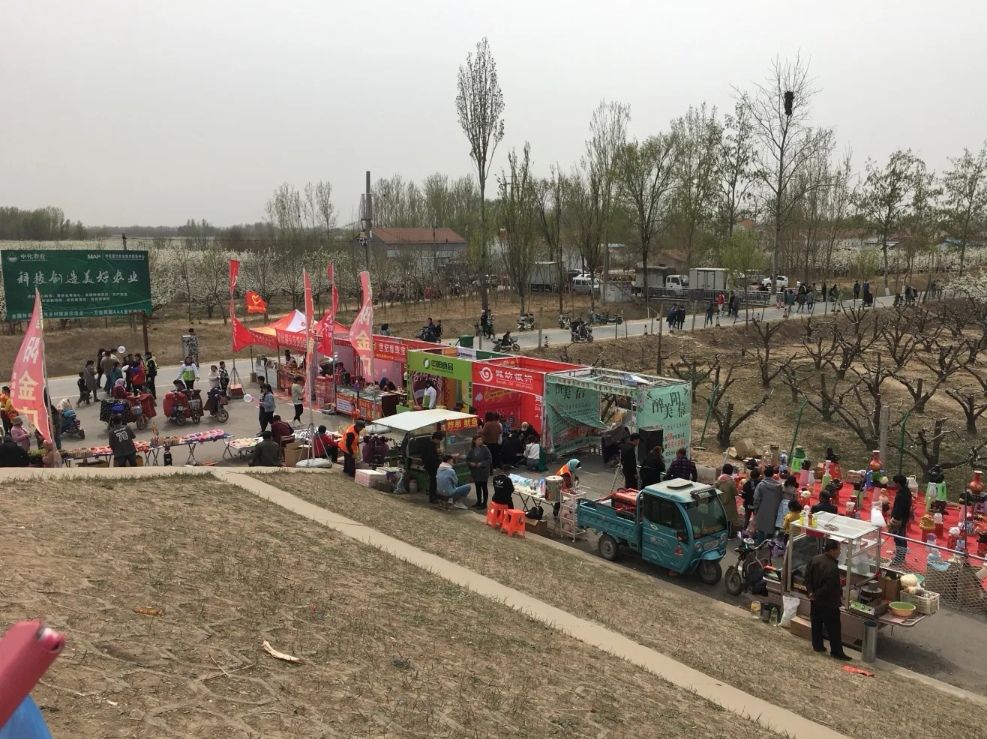 阳信万亩梨园旅行图片 2