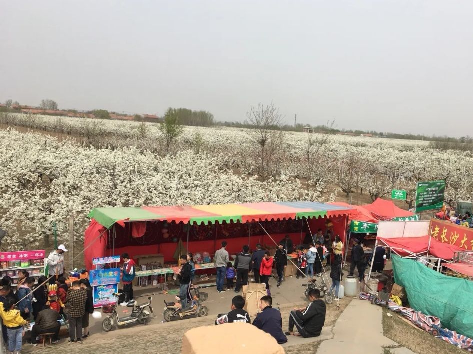 阳信万亩梨园旅行图片 3
