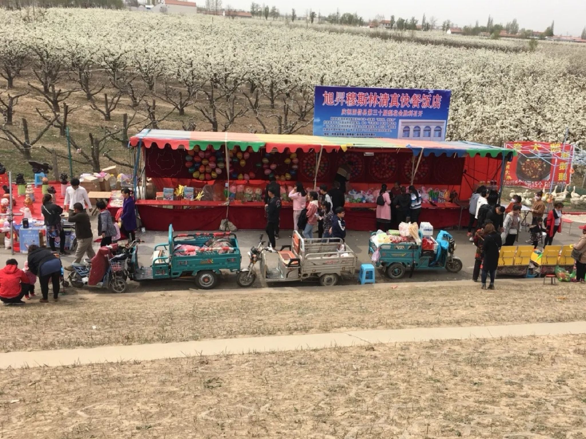 阳信万亩梨园旅行图片 1