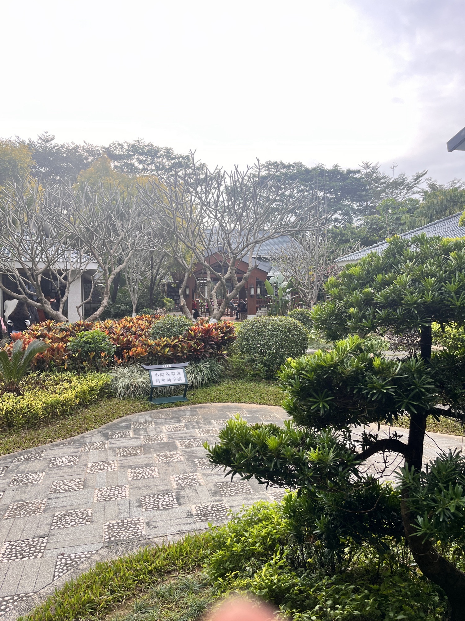 江心岛旅行图片 2