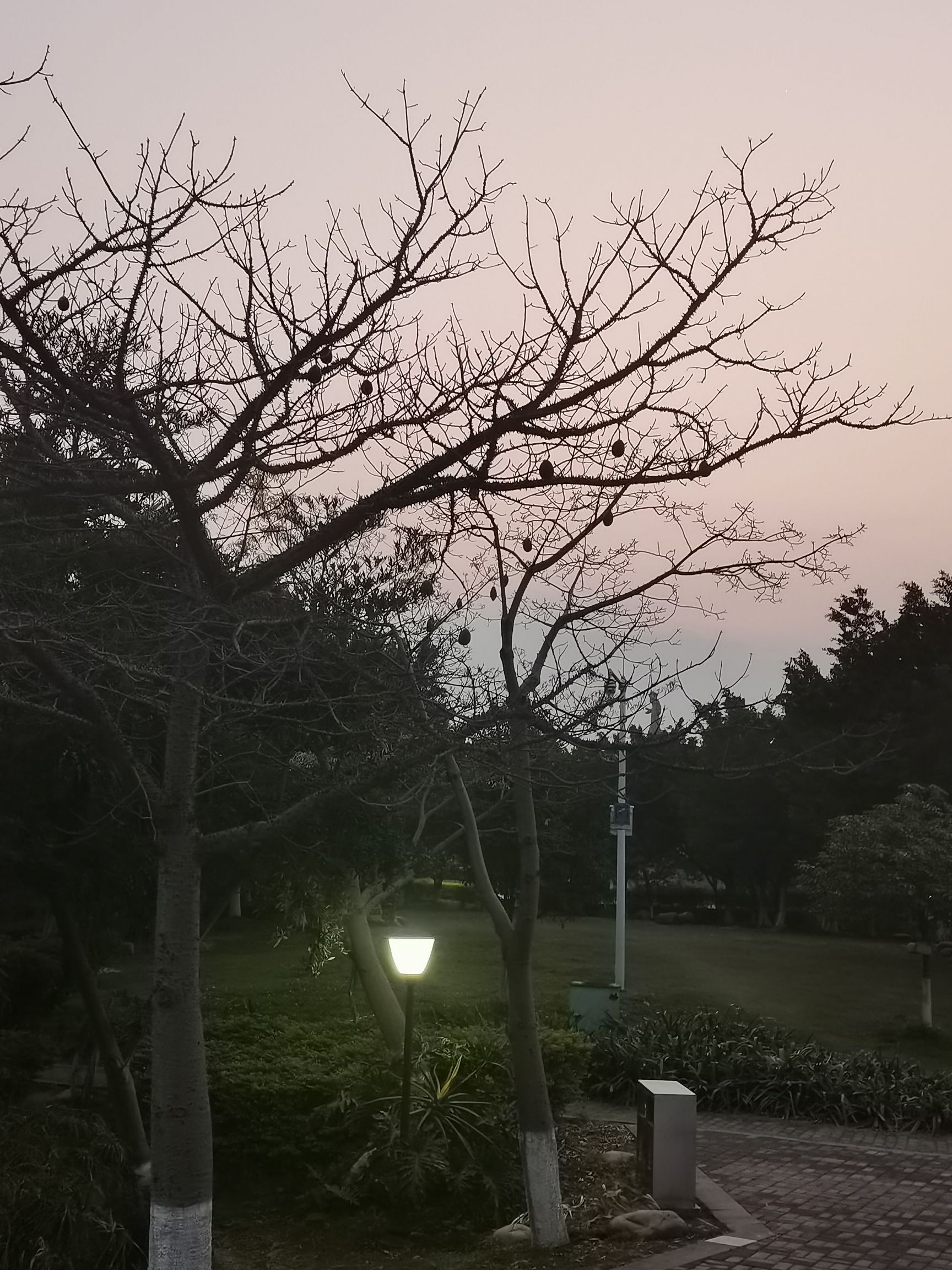 江心岛旅行图片 2
