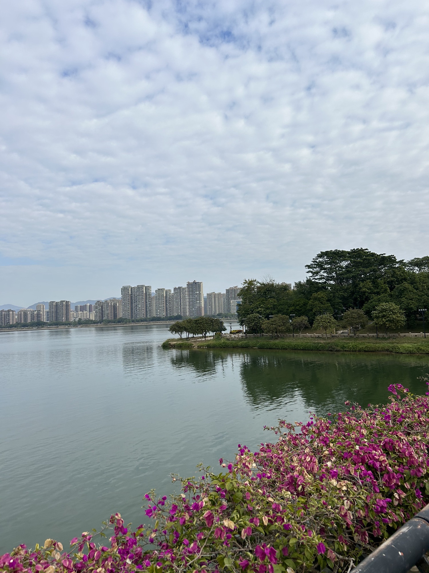 江心岛旅行图片 1