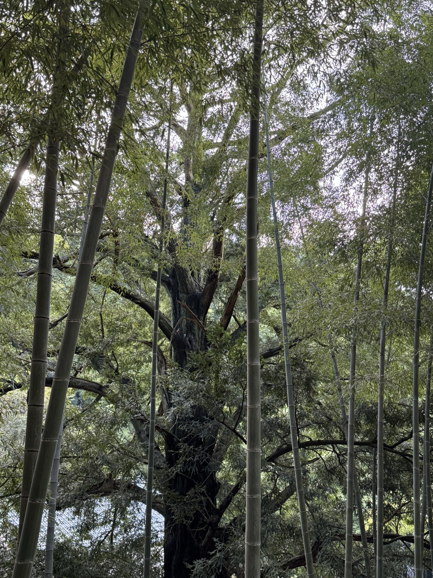 上虞竹隐陈溪景区旅行图片 3