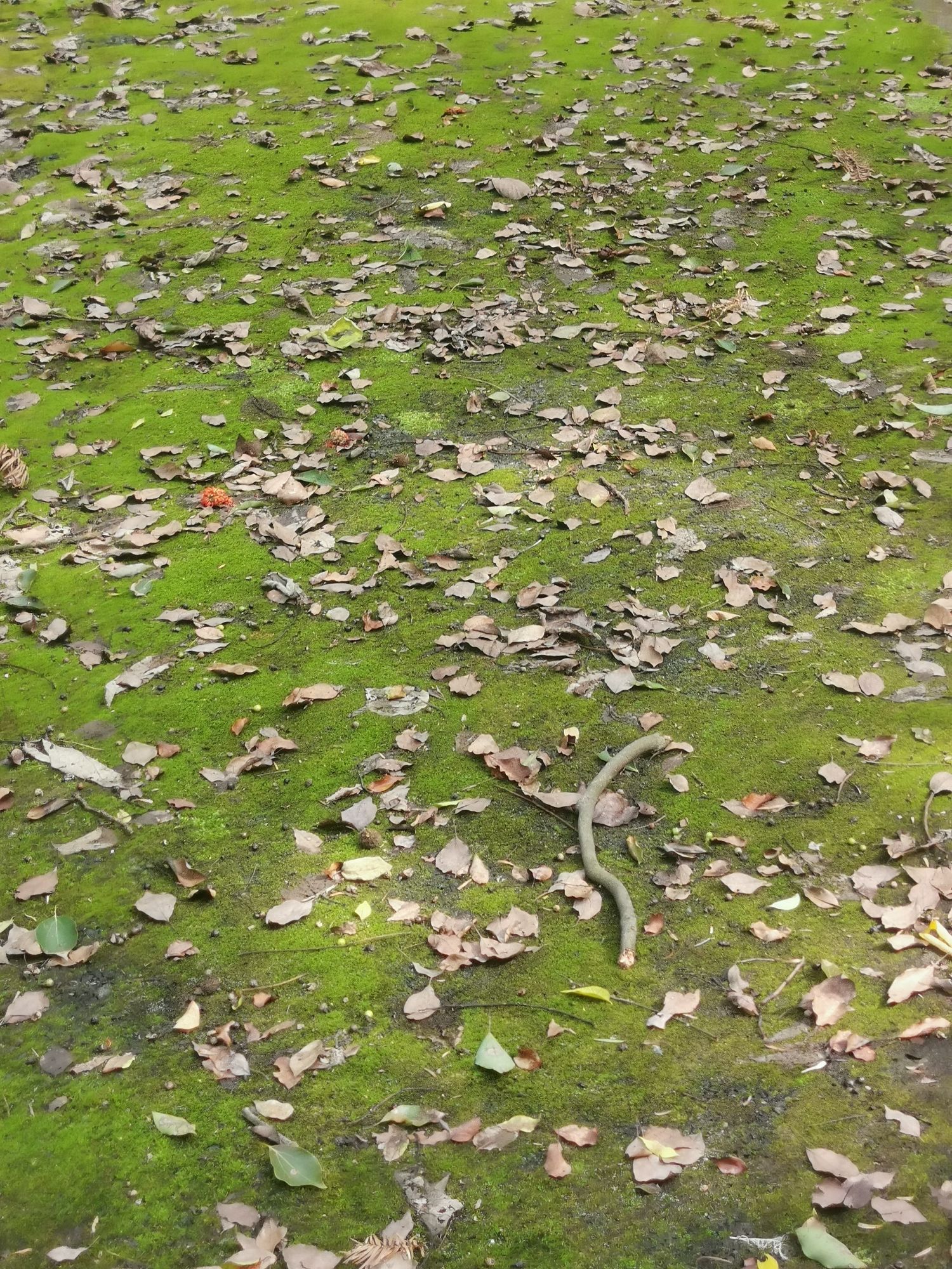 白鹭园(不对外开放)旅行图片 3