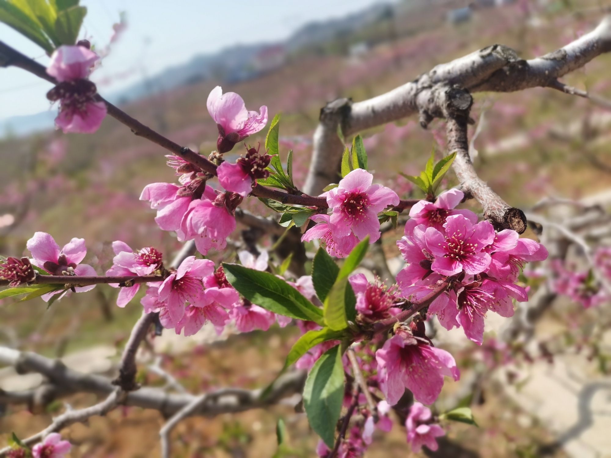 丹东桃花岛旅行图片 2
