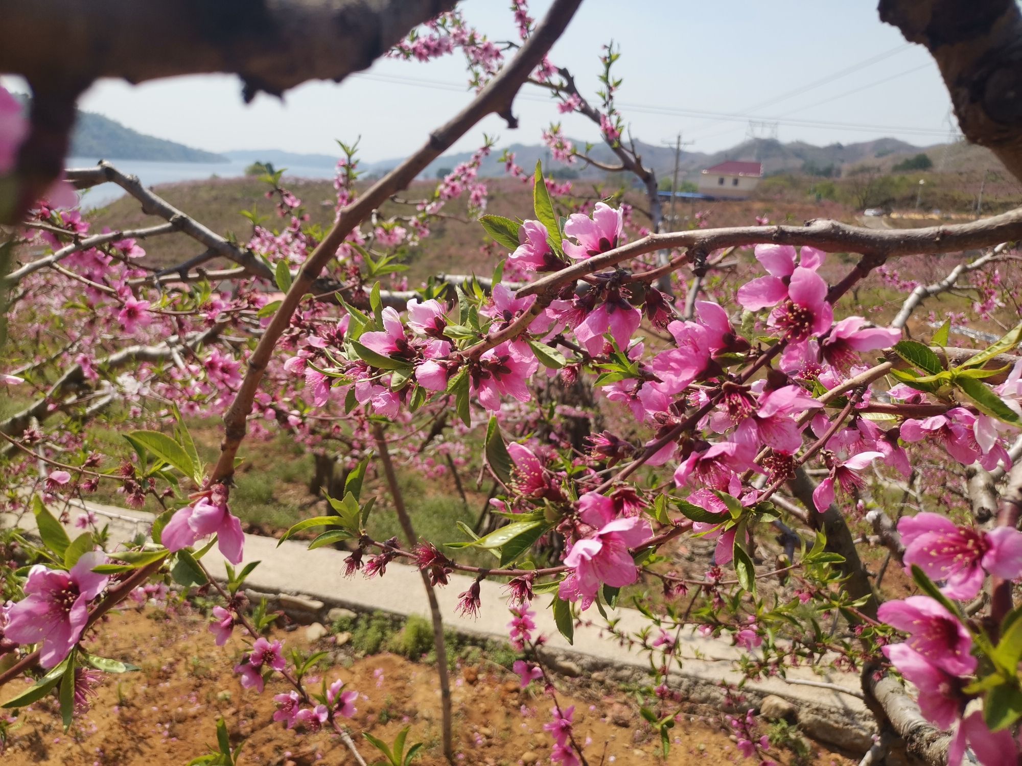 丹东桃花岛