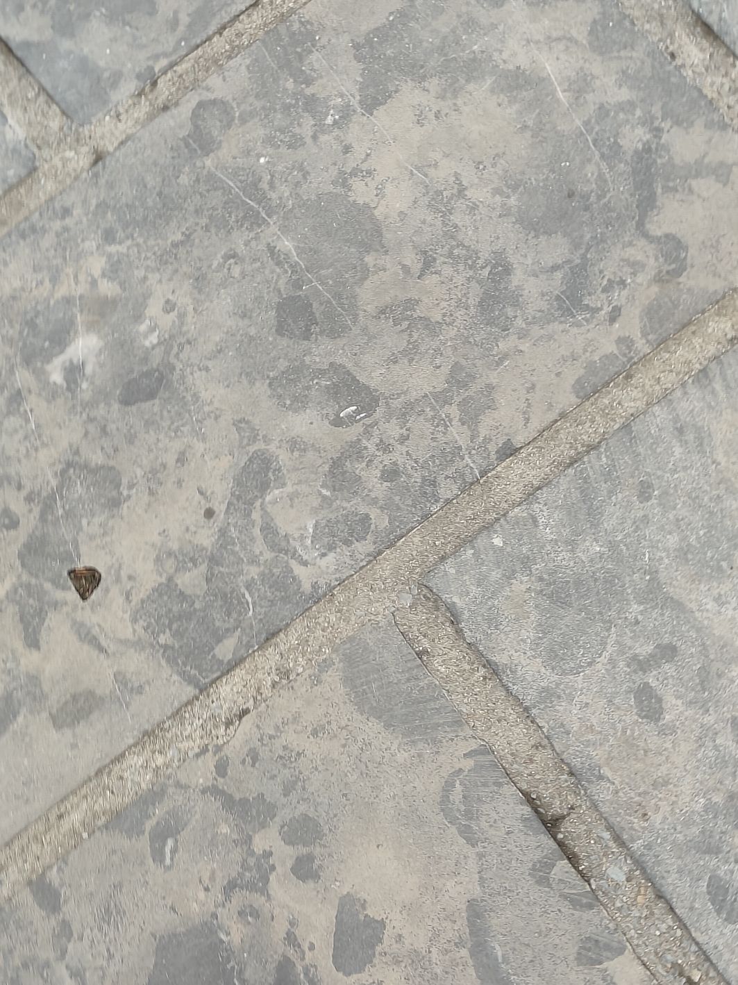 庄子梦蝶广场旅行图片 1