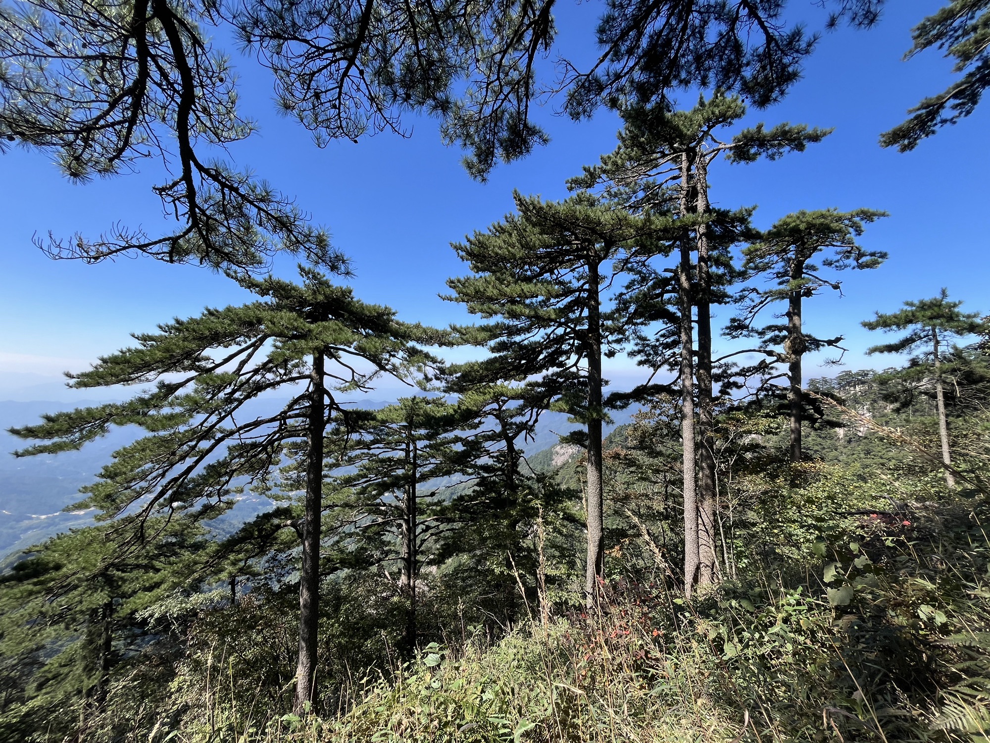 大别山国家地质公园(白马尖园区)旅行图片 2