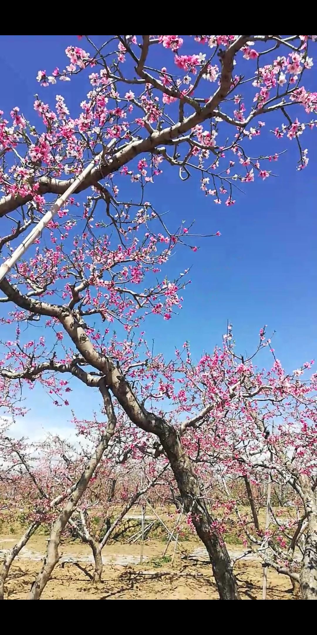 伊祁山万顷桃林农庄民俗文化园旅行图片 3