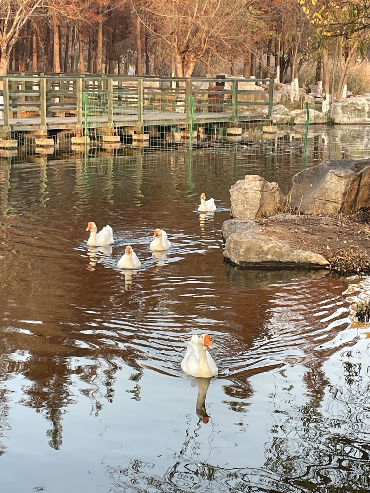 鱼鸟河公园旅行图片 3