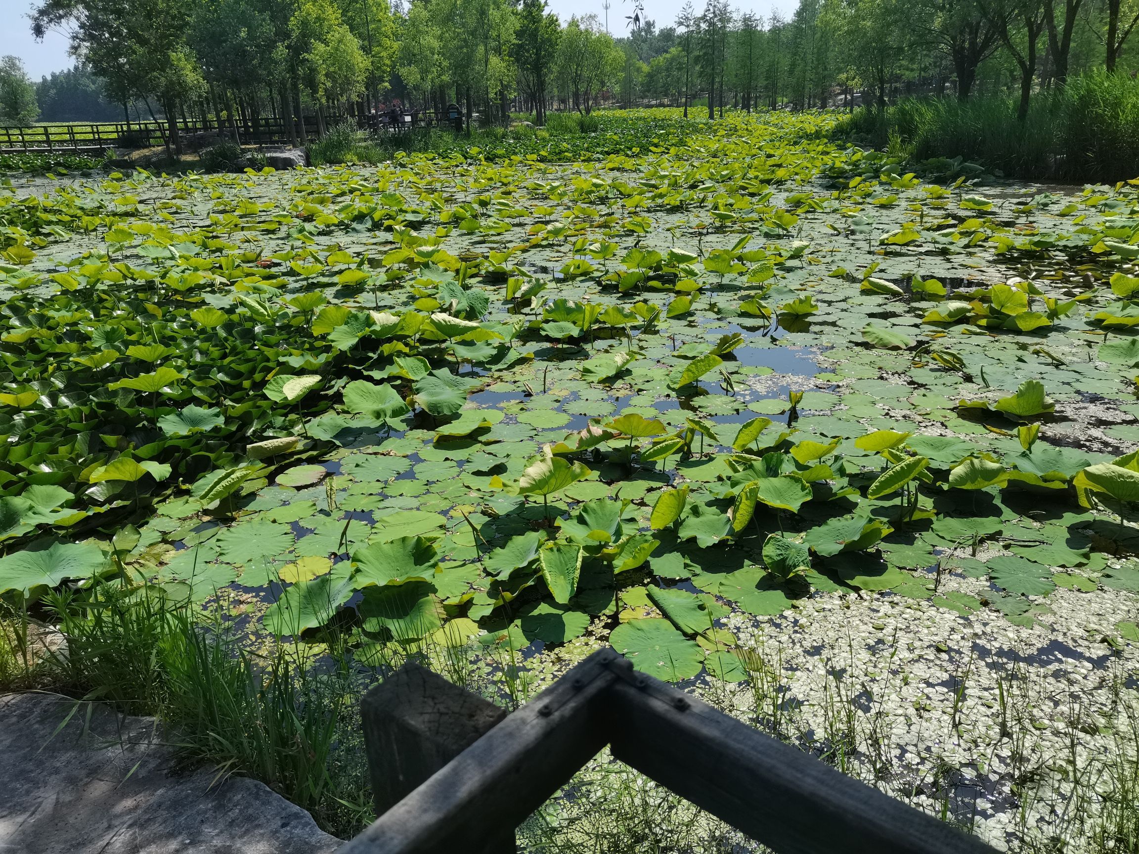 鱼鸟河公园旅行图片 1