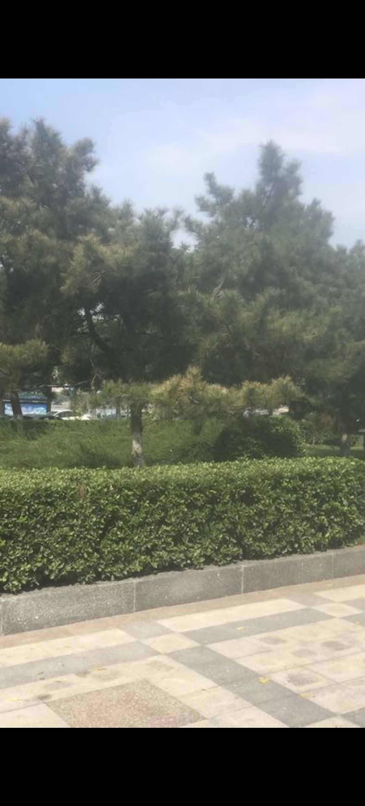 朱雀苑广场旅行图片 3