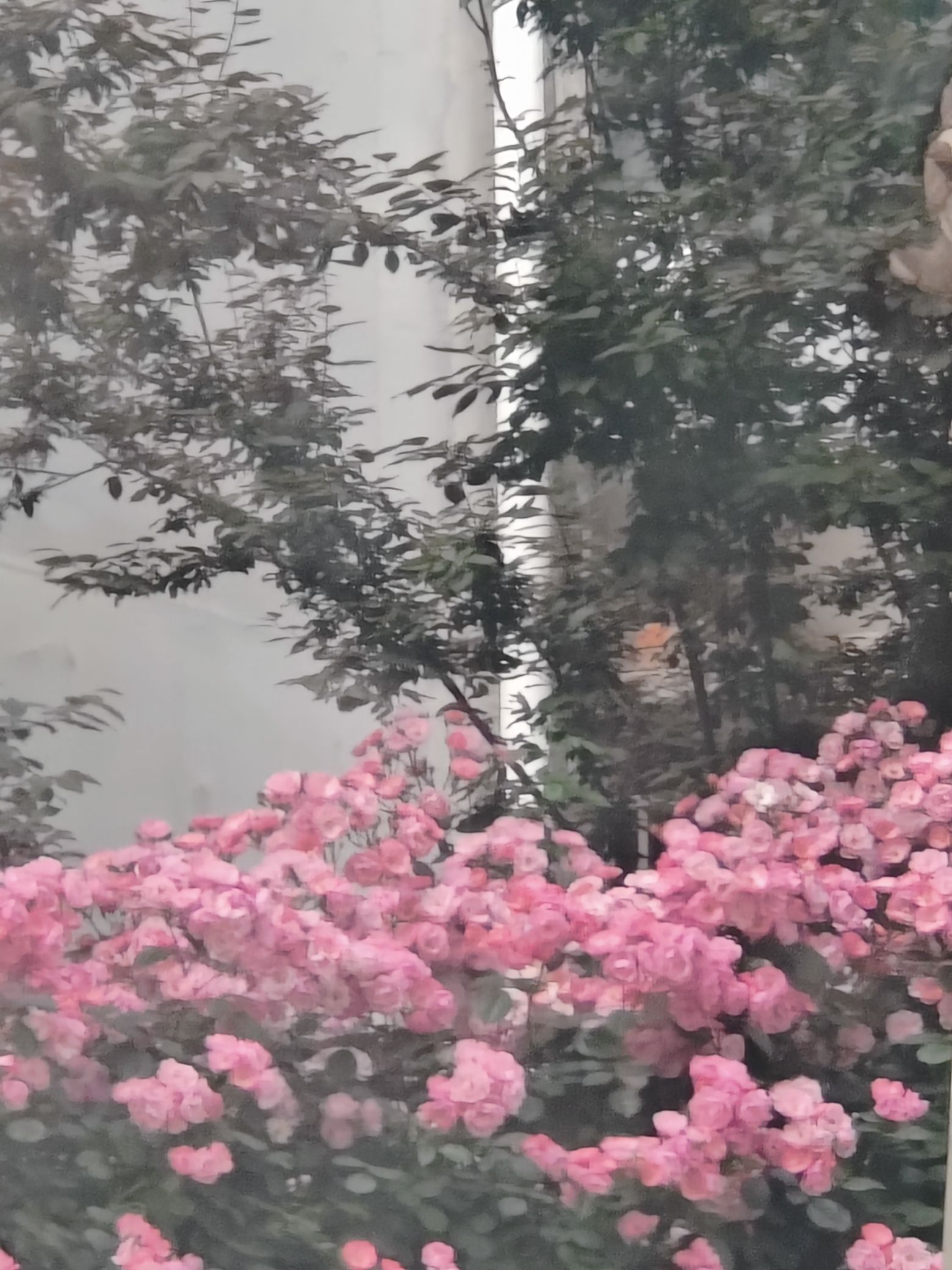 朱雀苑广场旅行图片 2