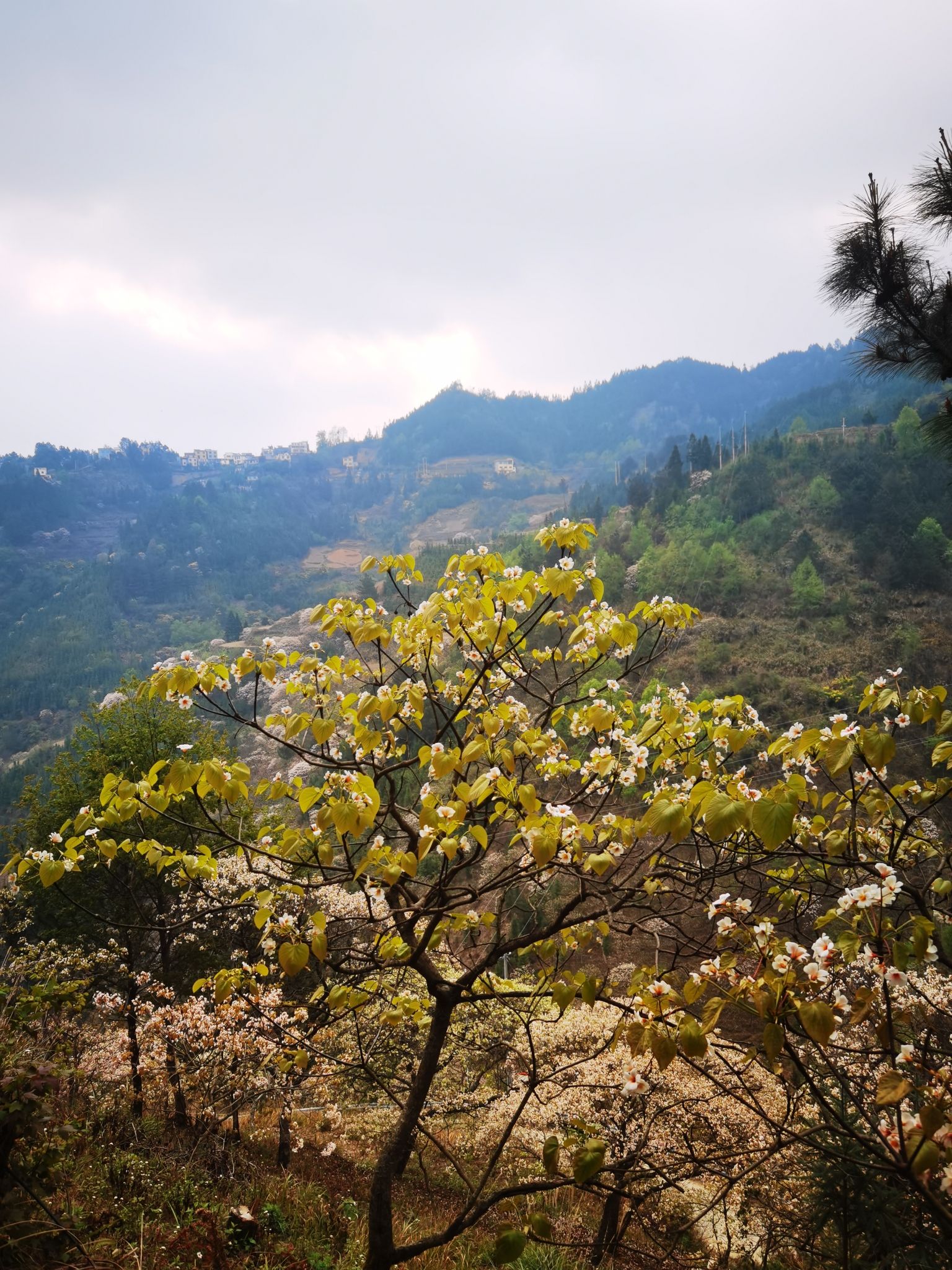 大山原始森林
