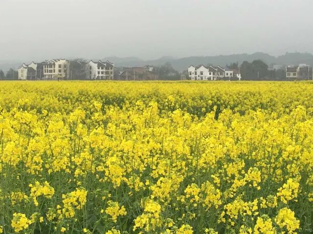 稻田公园旅行图片 2