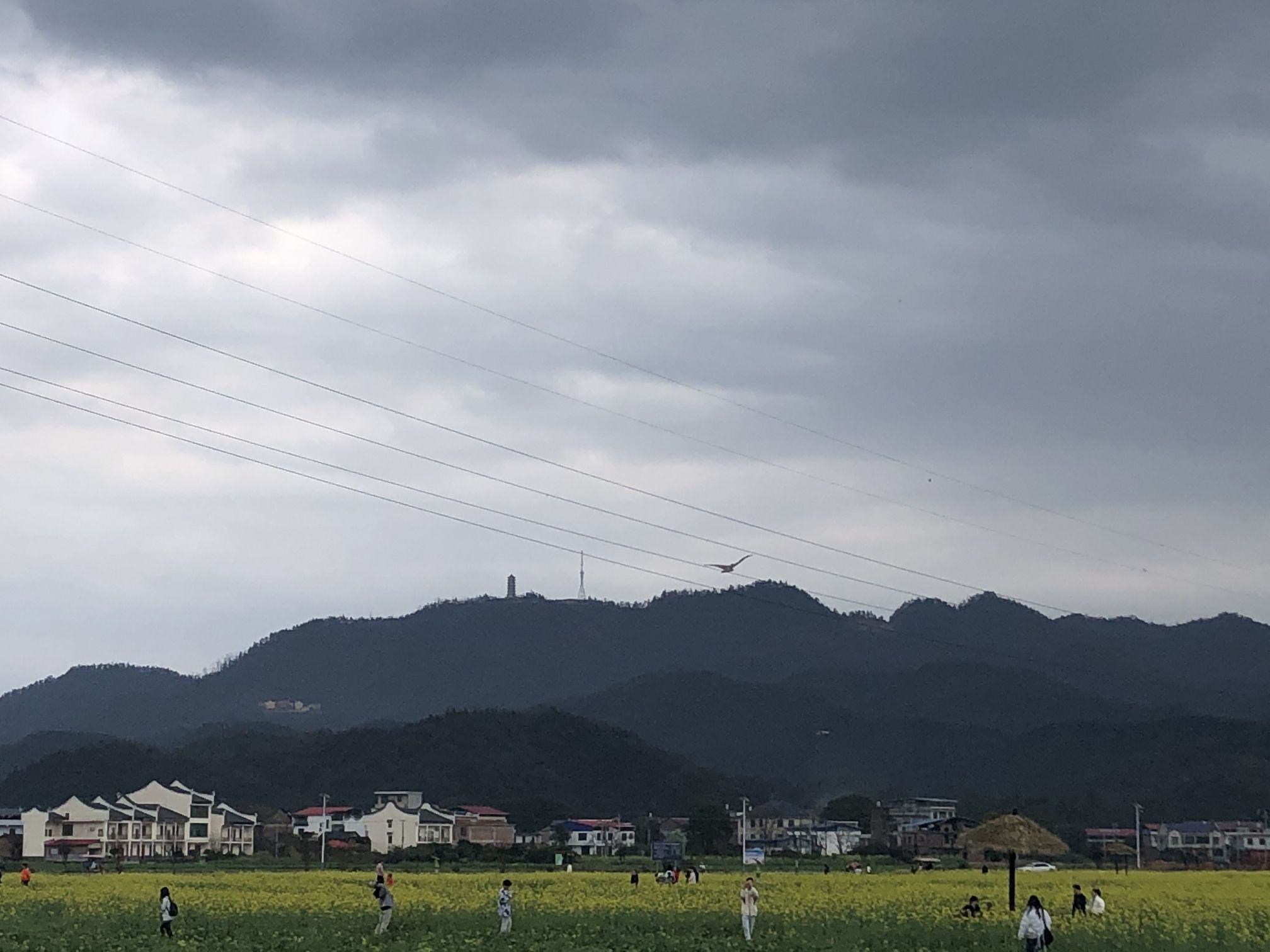 稻田公园旅行图片 1