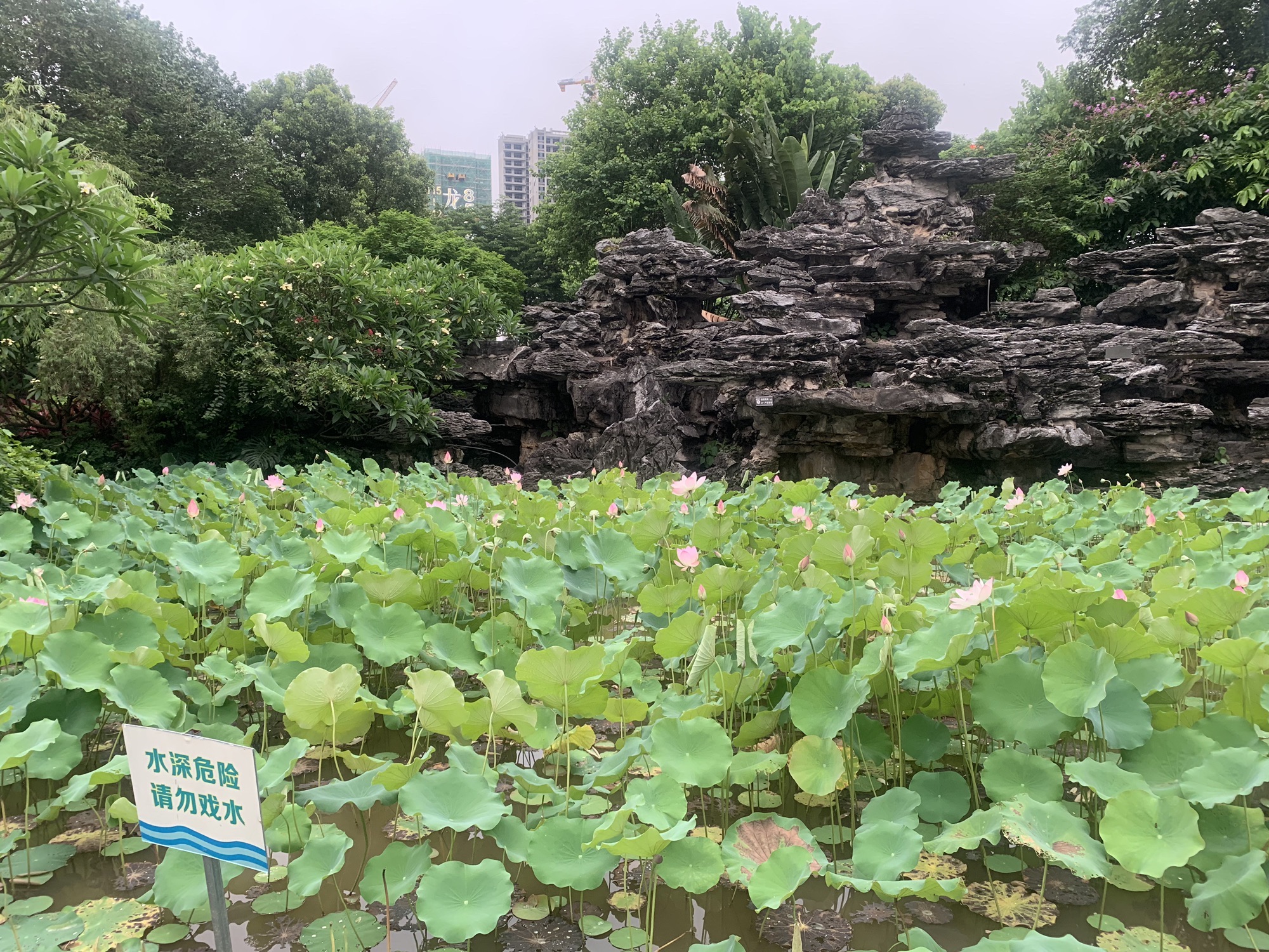 九龙公园旅行图片 1