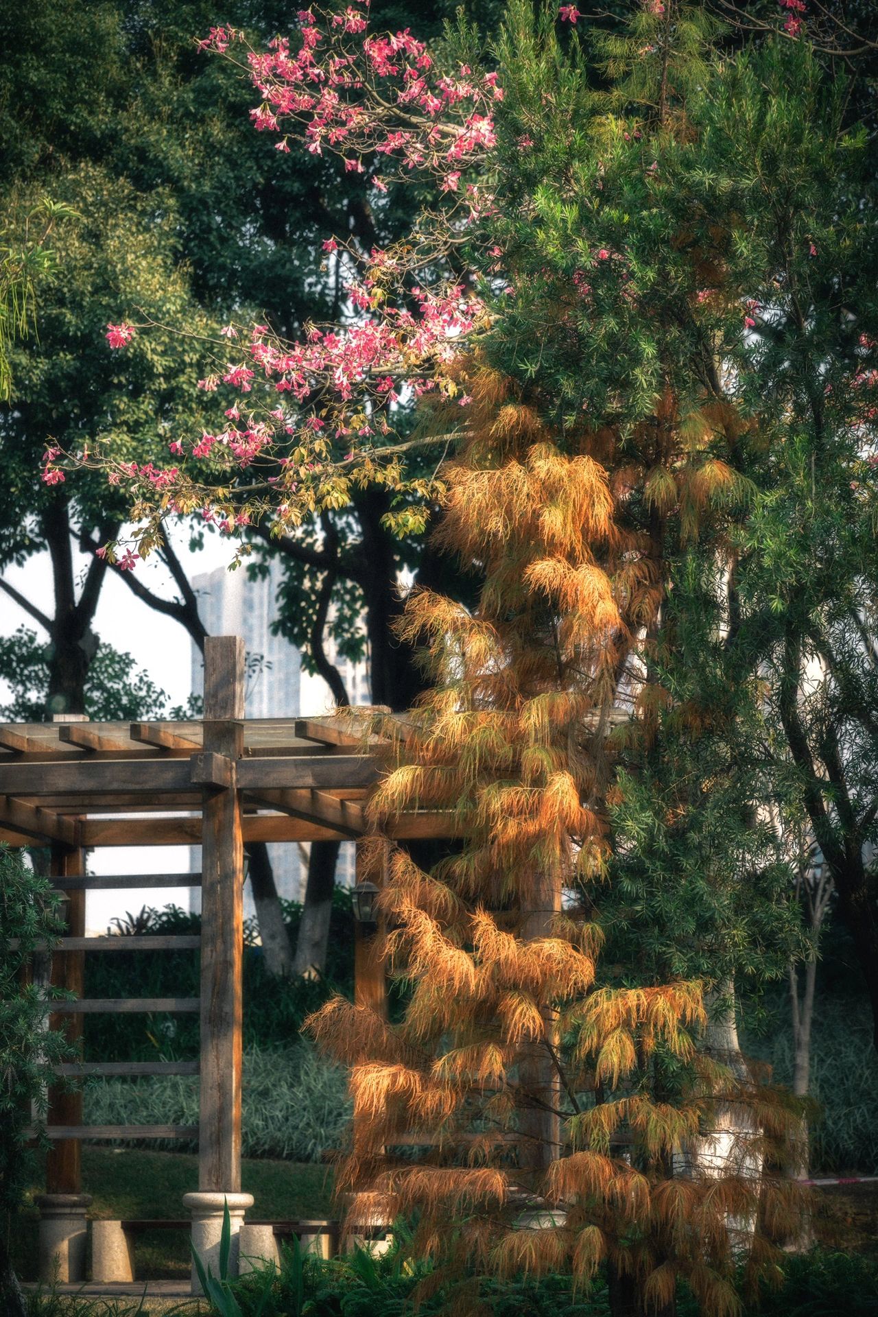 九龙公园旅行图片 2