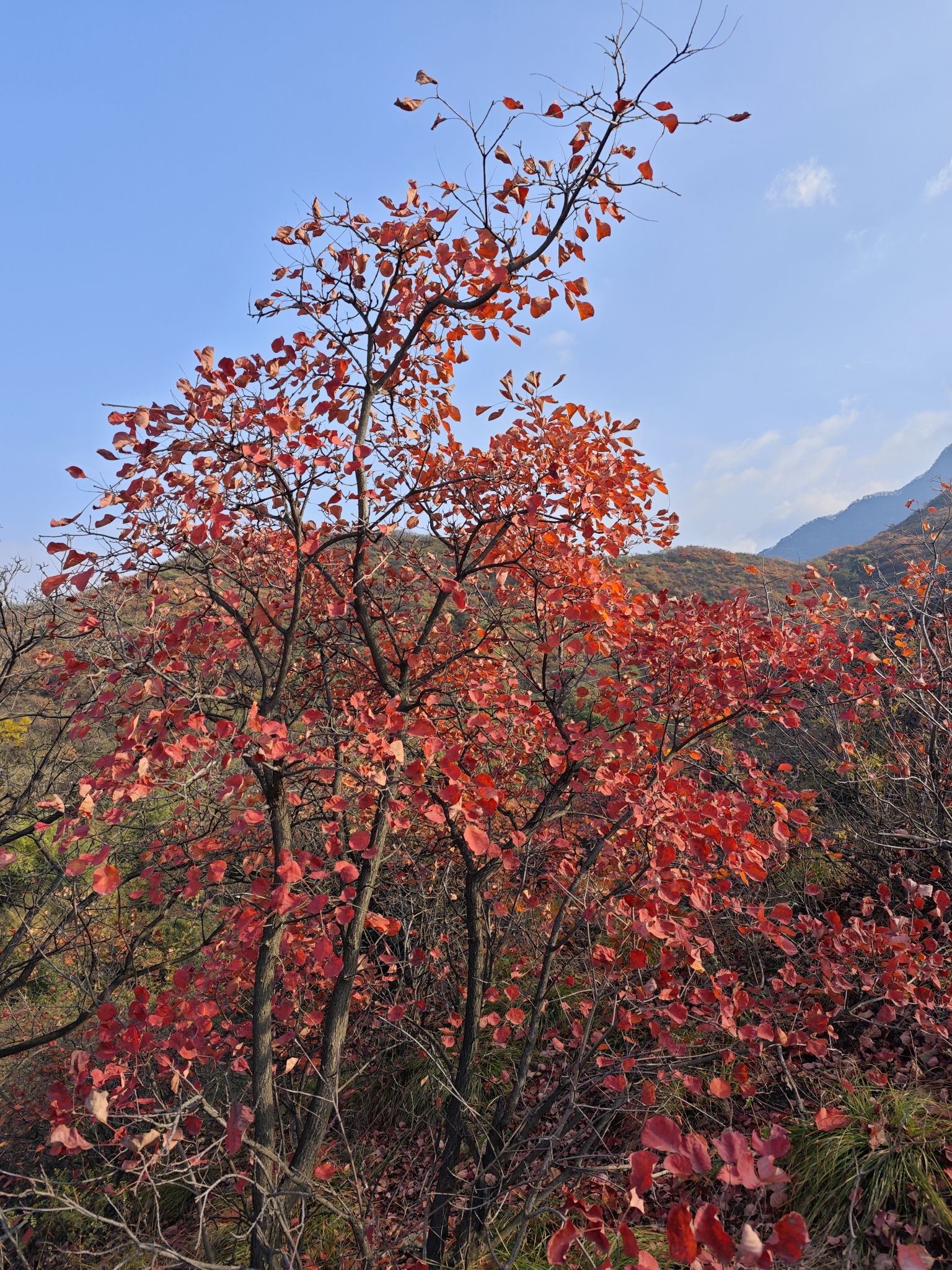 白马山旅游景区旅行图片 1