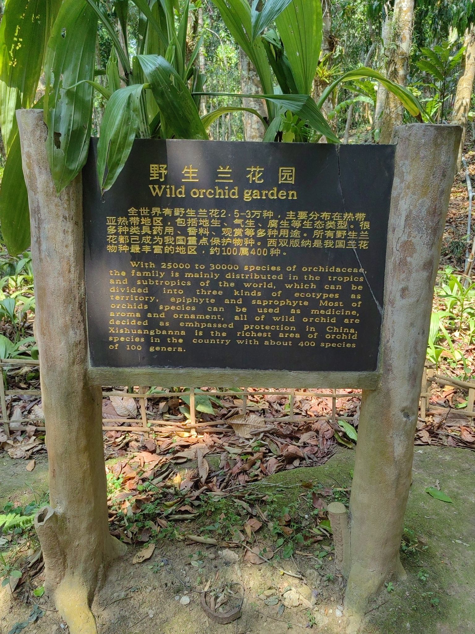 野生兰花园