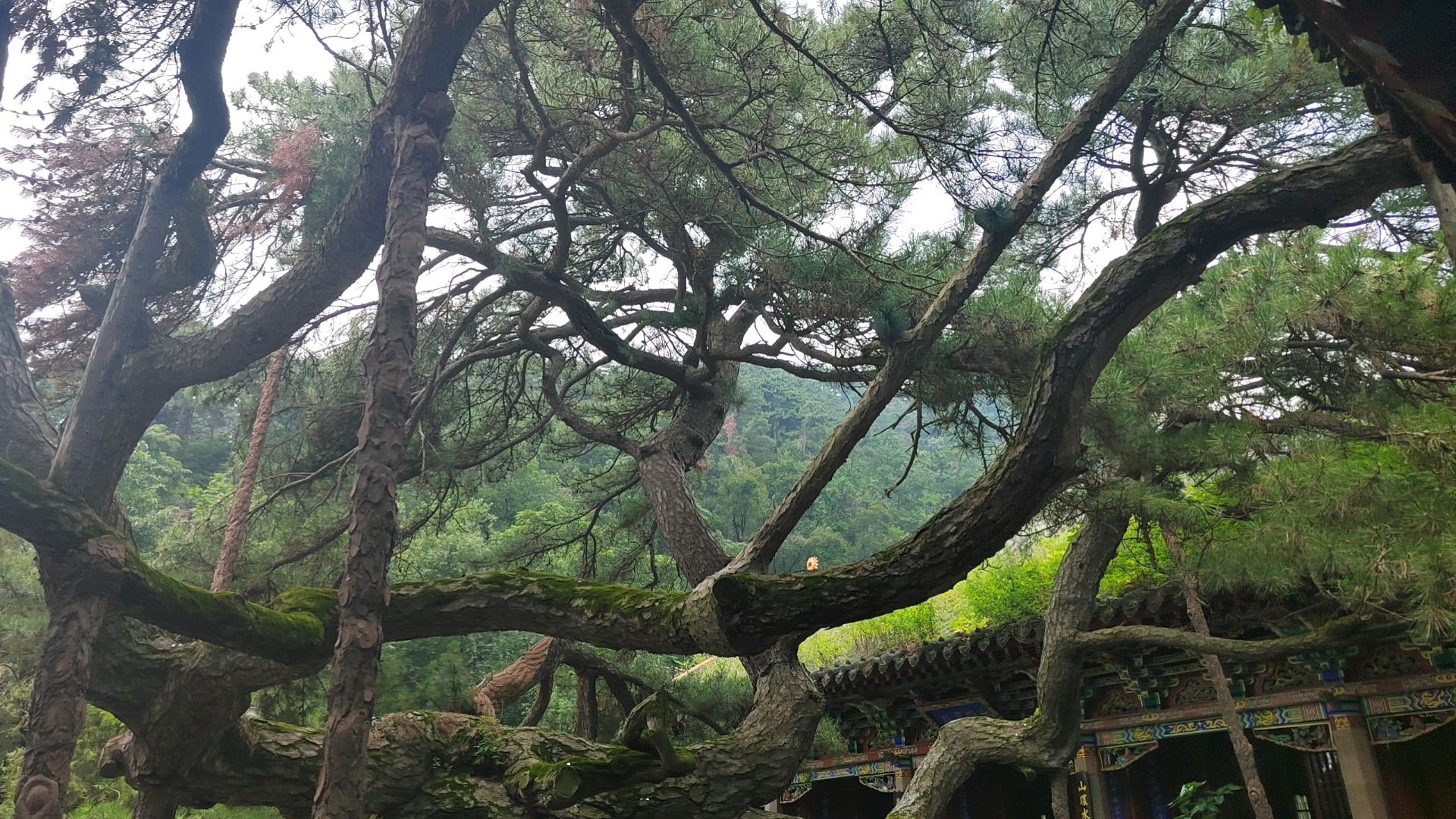 香岩寺-蟠龙松