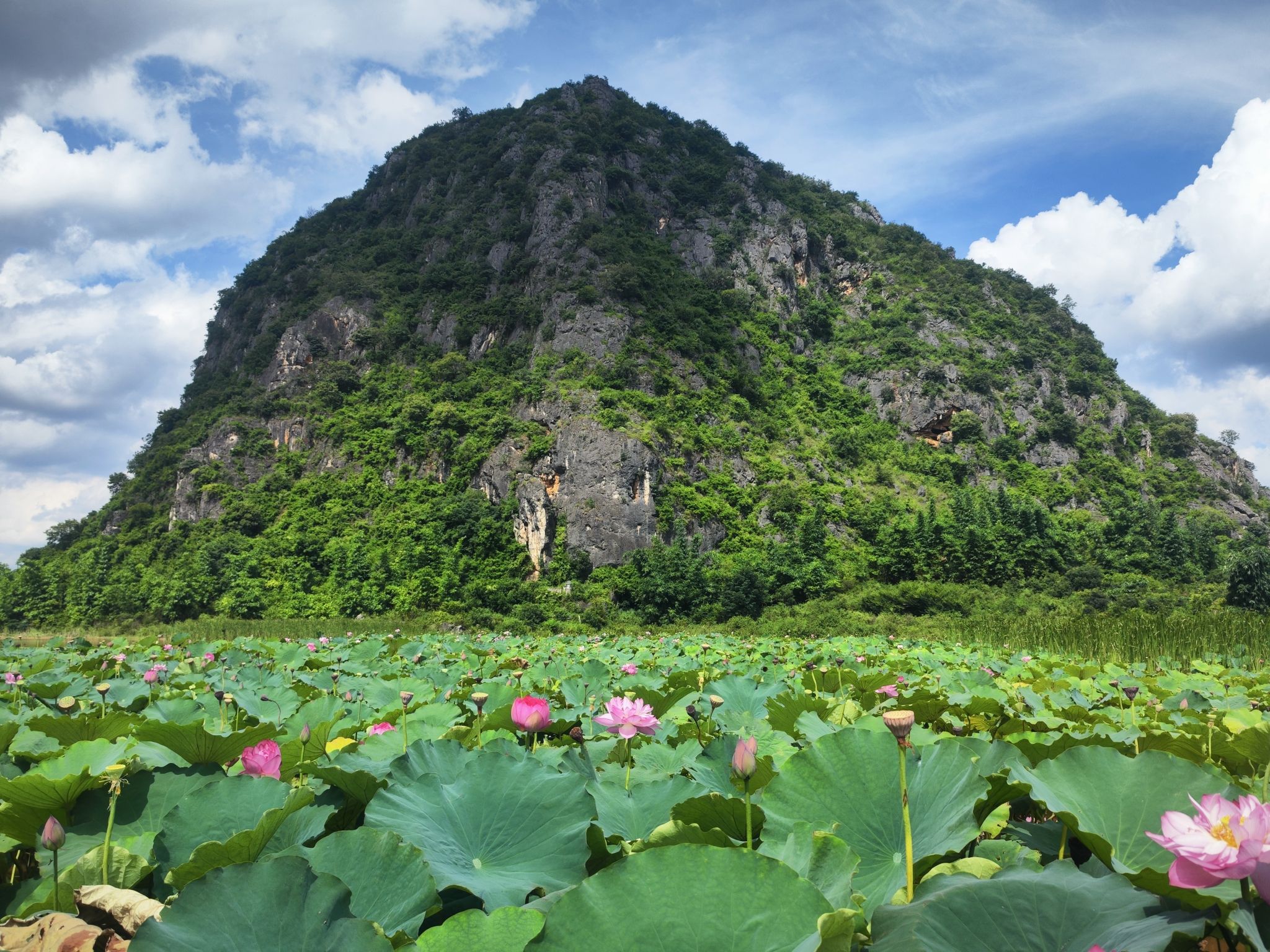 普者黑风景区-西荒湿地