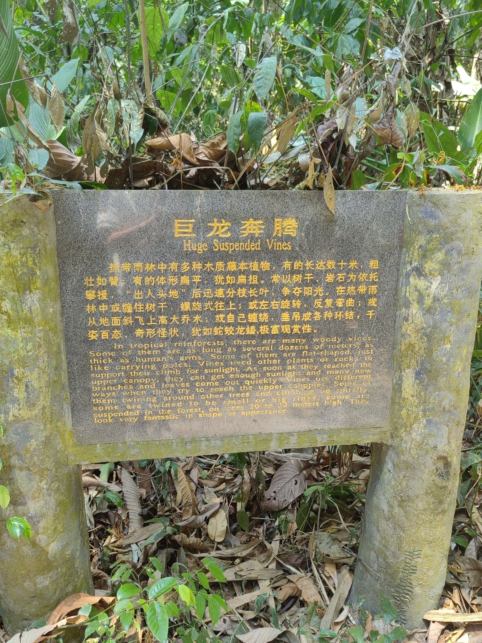 巨龙奔腾