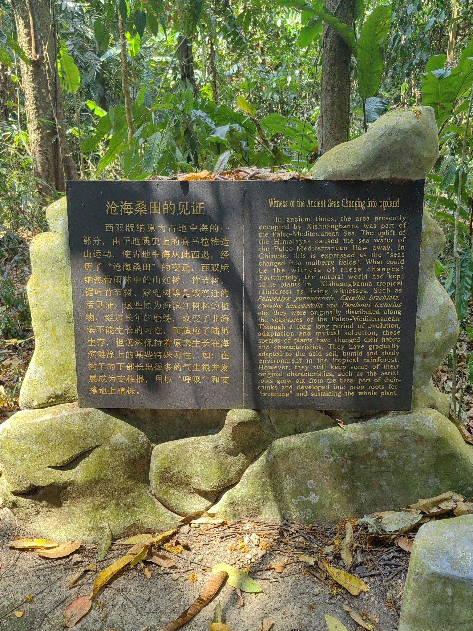 沧海桑田的见证