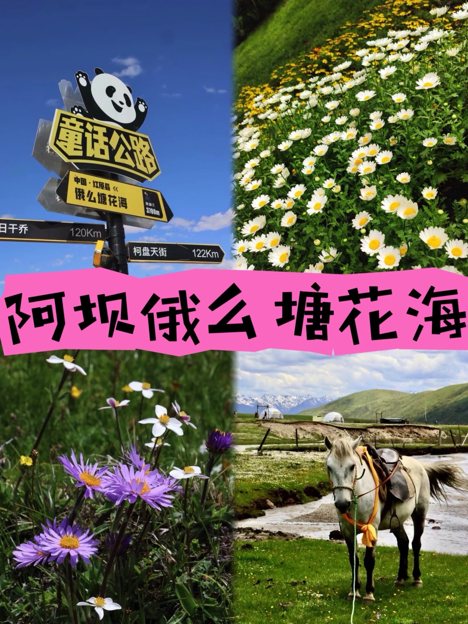 俄么塘·花海景区(暂停开放)旅行图片 1