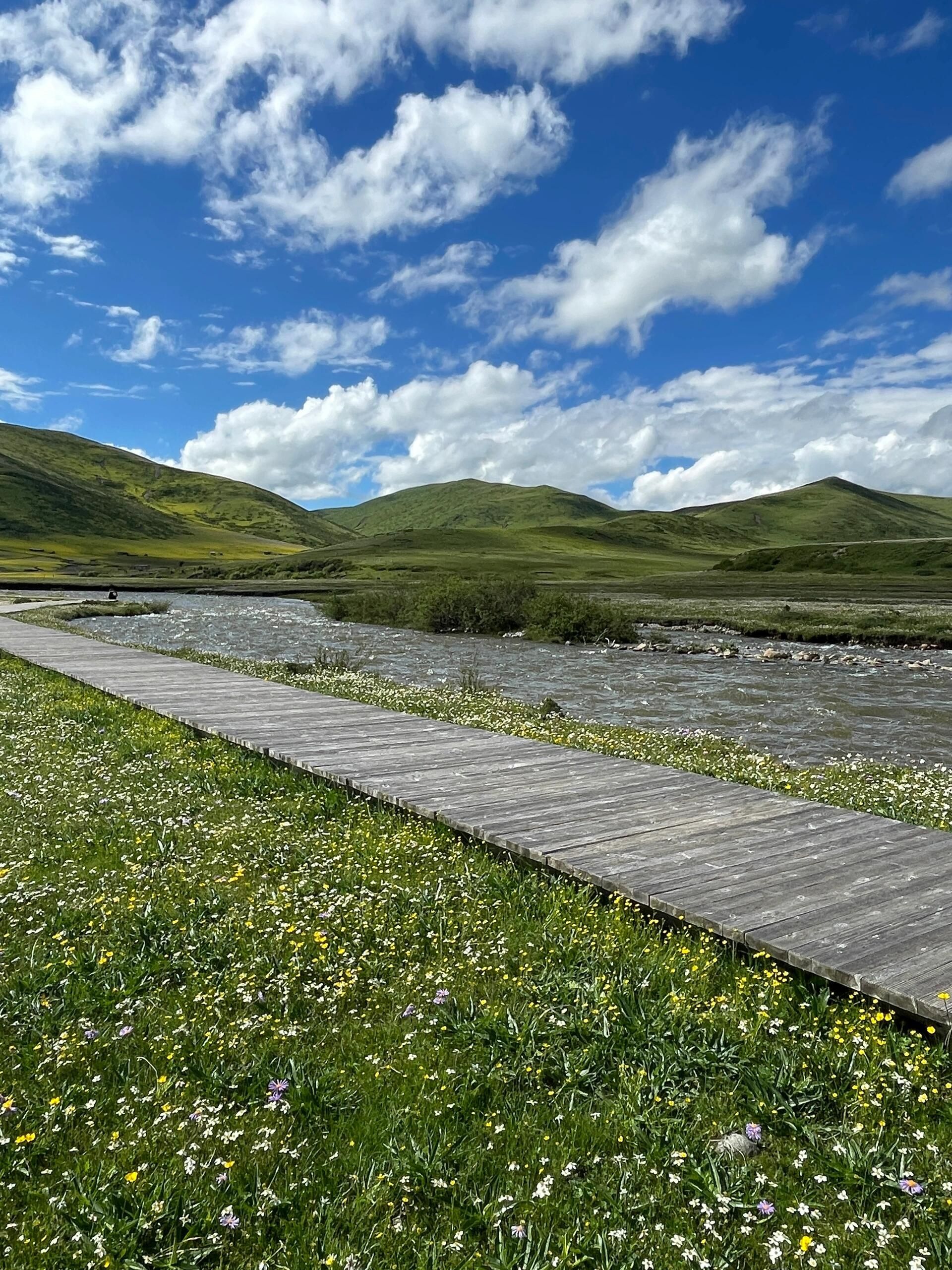 俄么塘·花海景区(暂停开放)旅行图片 3