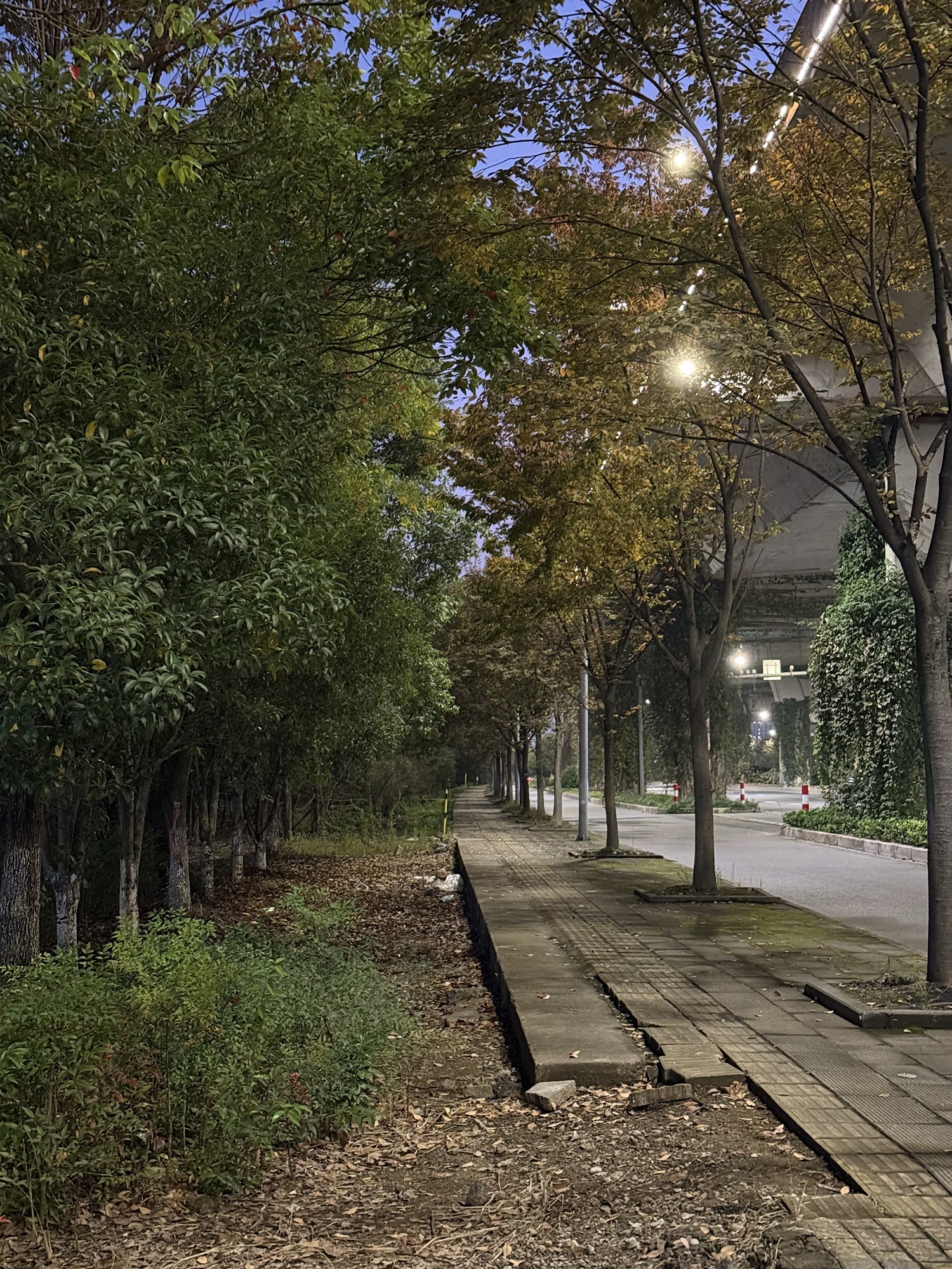 慈溪市森林公园旅行图片 1