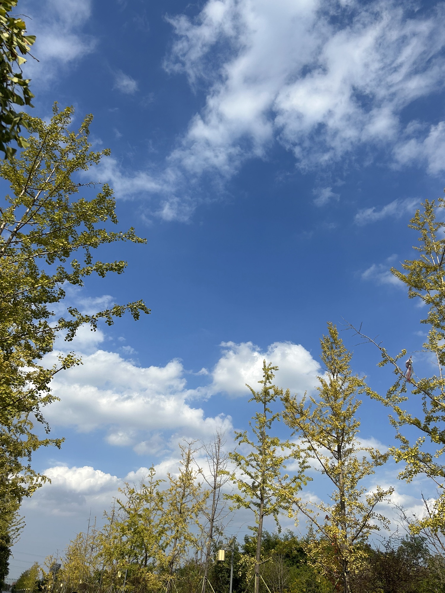 慈溪市森林公园旅行图片 3
