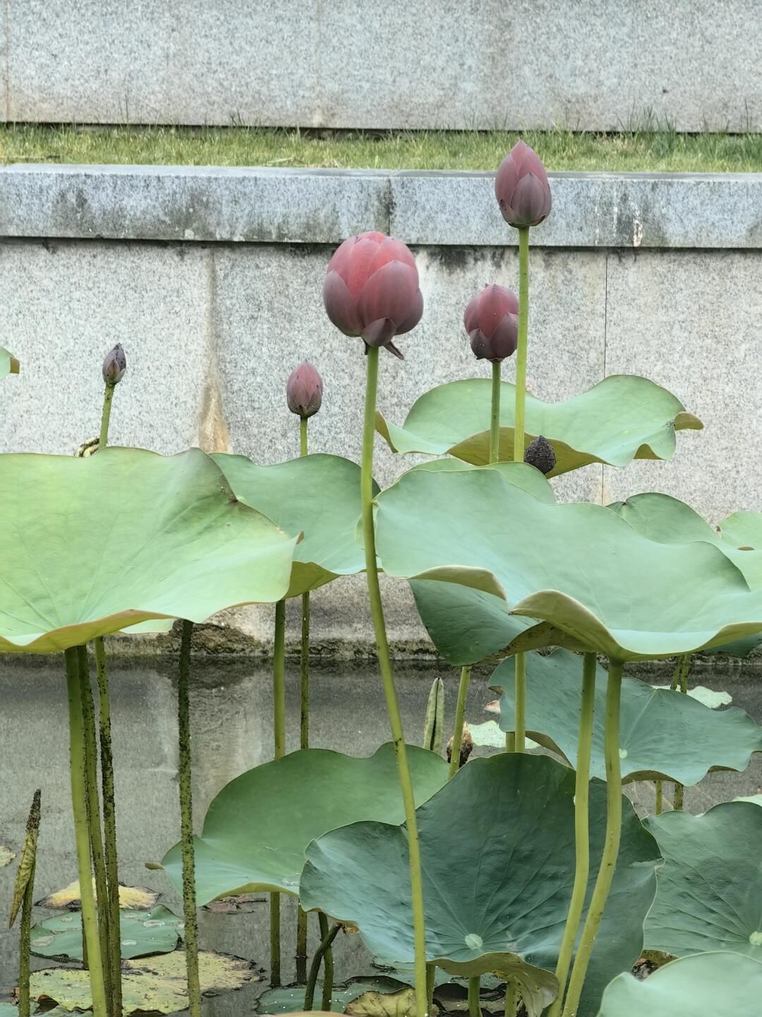 上海闵行文化公园旅行图片 3