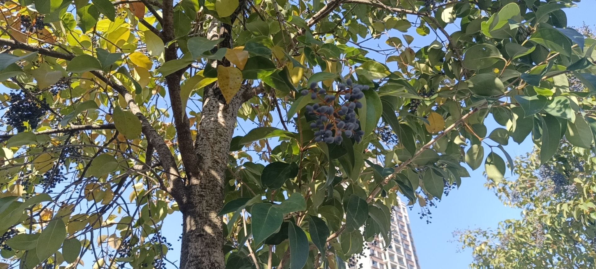 桔都文化广场旅行图片 2