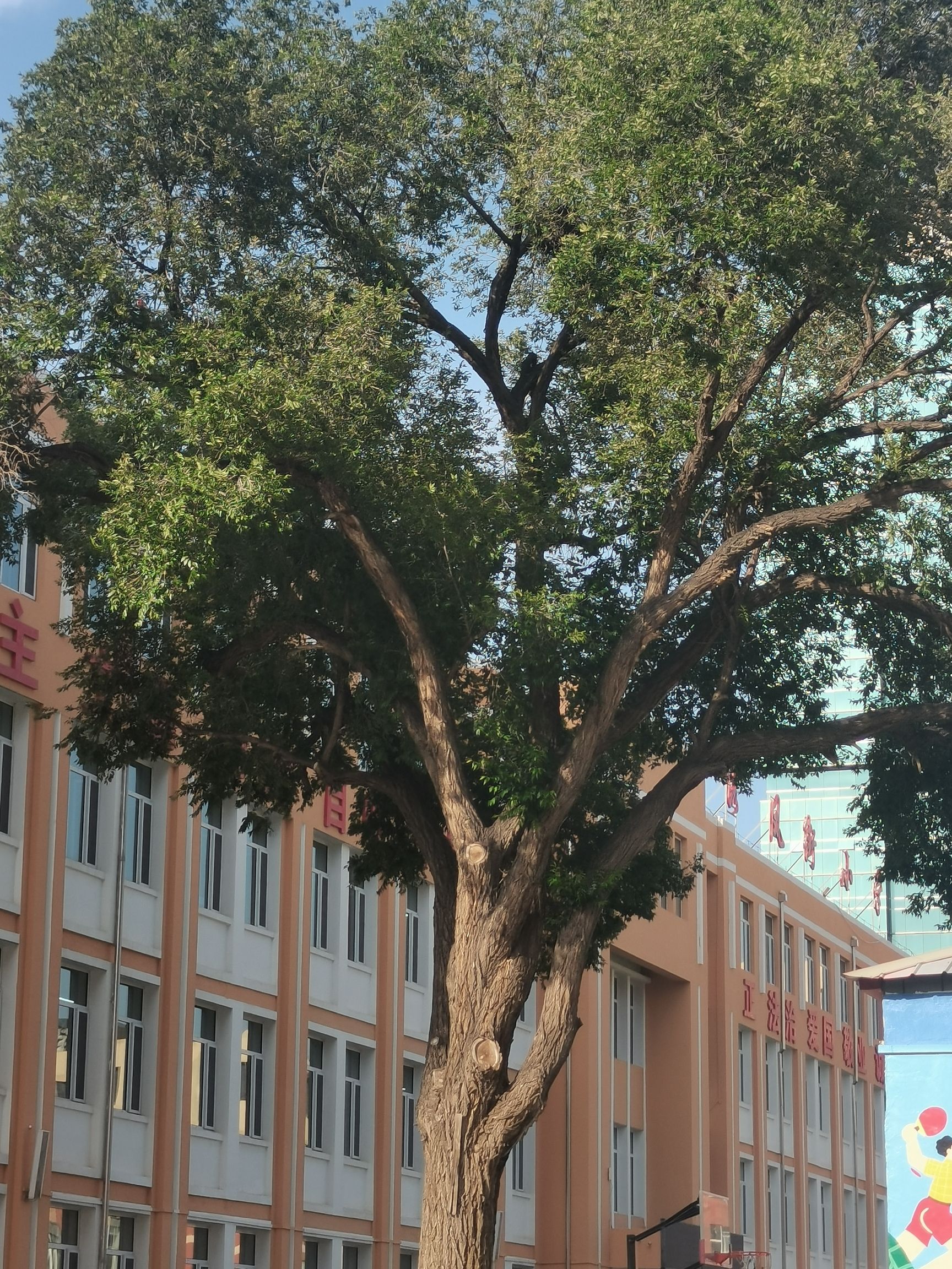 呼和浩特市新城区落凤街小学