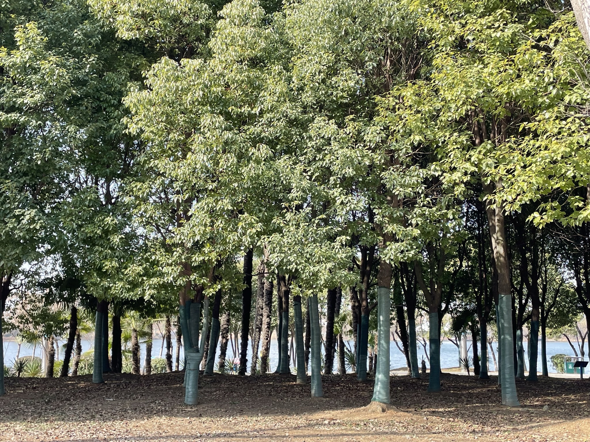许慎文化公园旅行图片 2