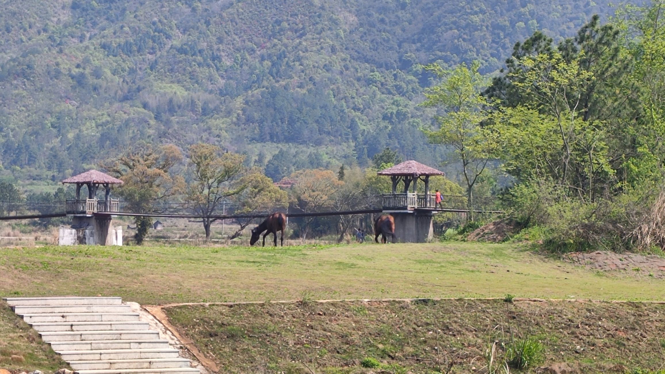 古樟林风景区旅行图片 2