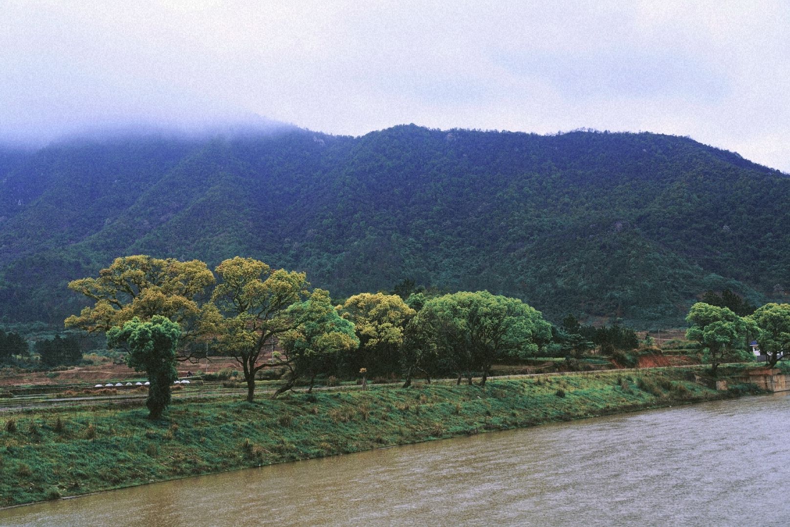 古樟林风景区旅行图片 2