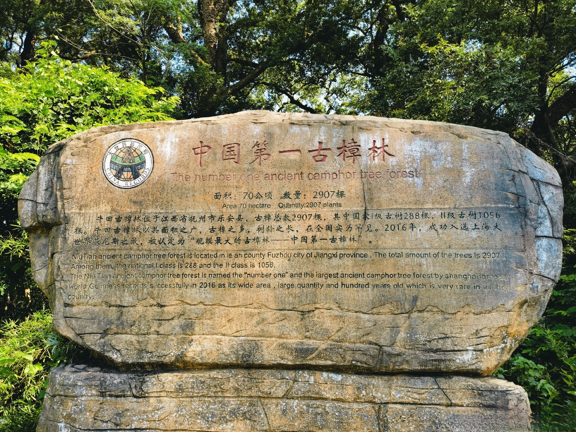 古樟林风景区旅行图片 1