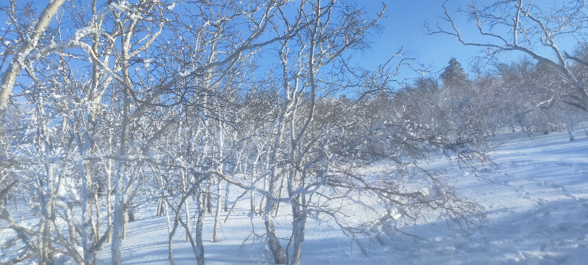 雪乡大雪谷旅行图片 1