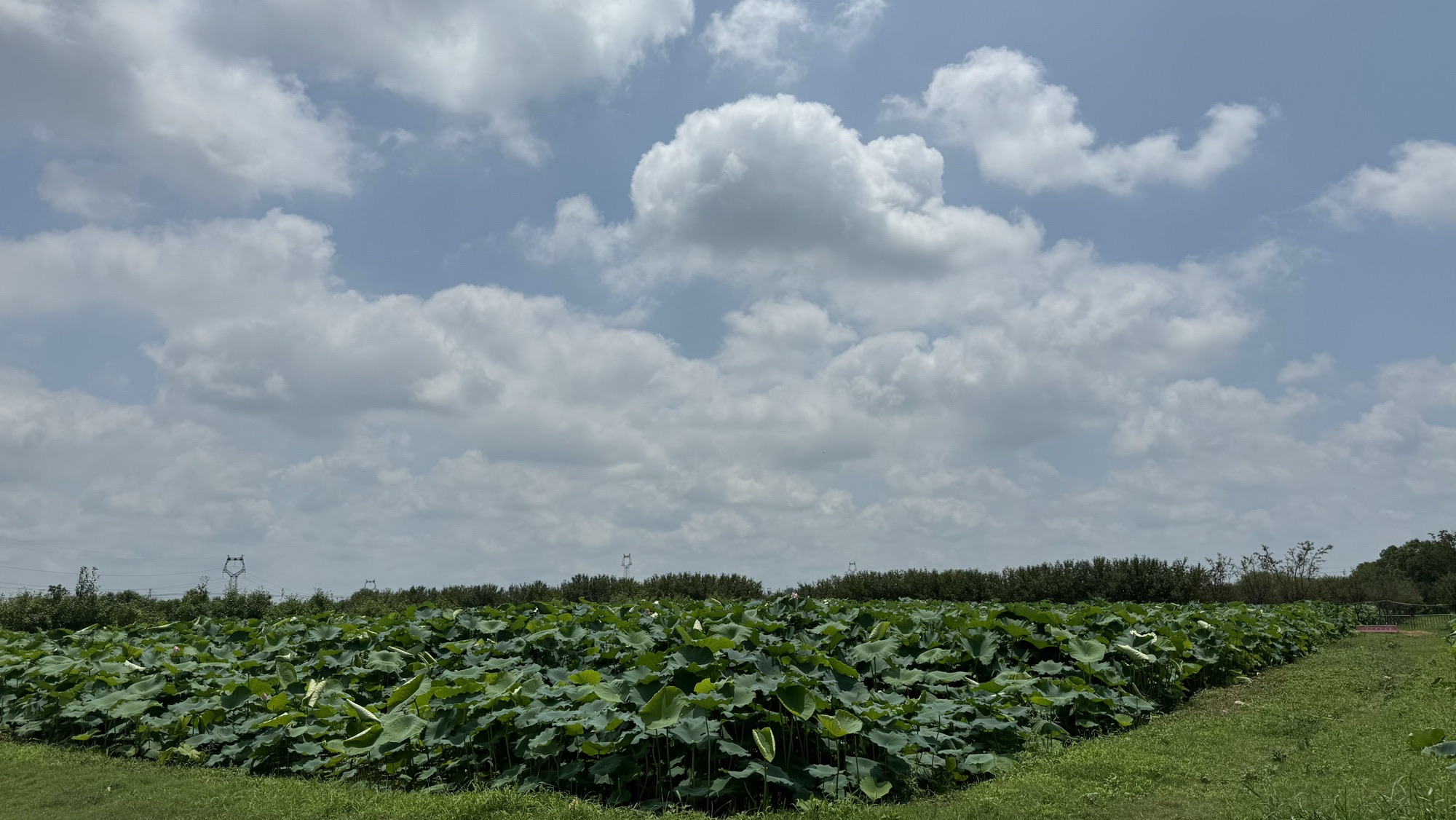 中原荷花博览园旅行图片 3