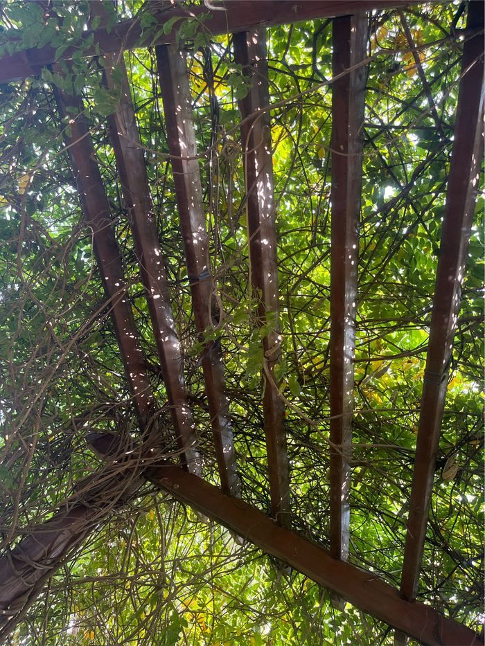 中原荷花博览园旅行图片 1
