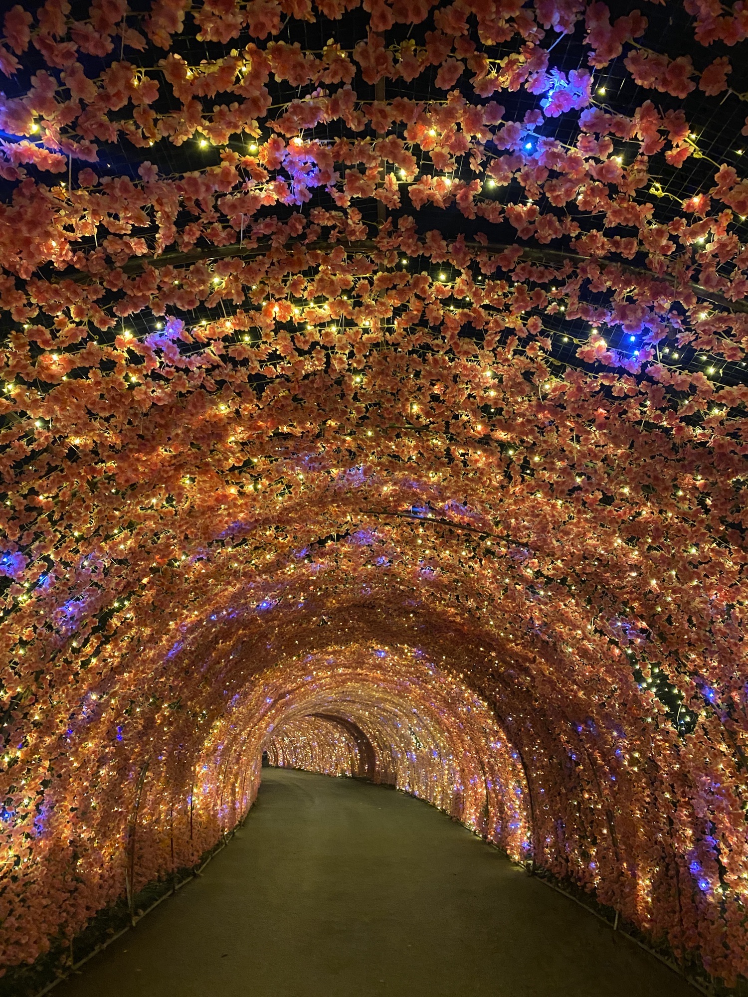 中原荷花博览园旅行图片 2