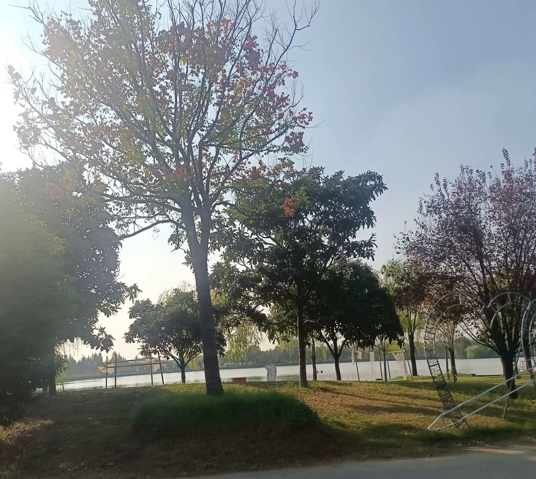 中原荷花博览园旅行图片 3