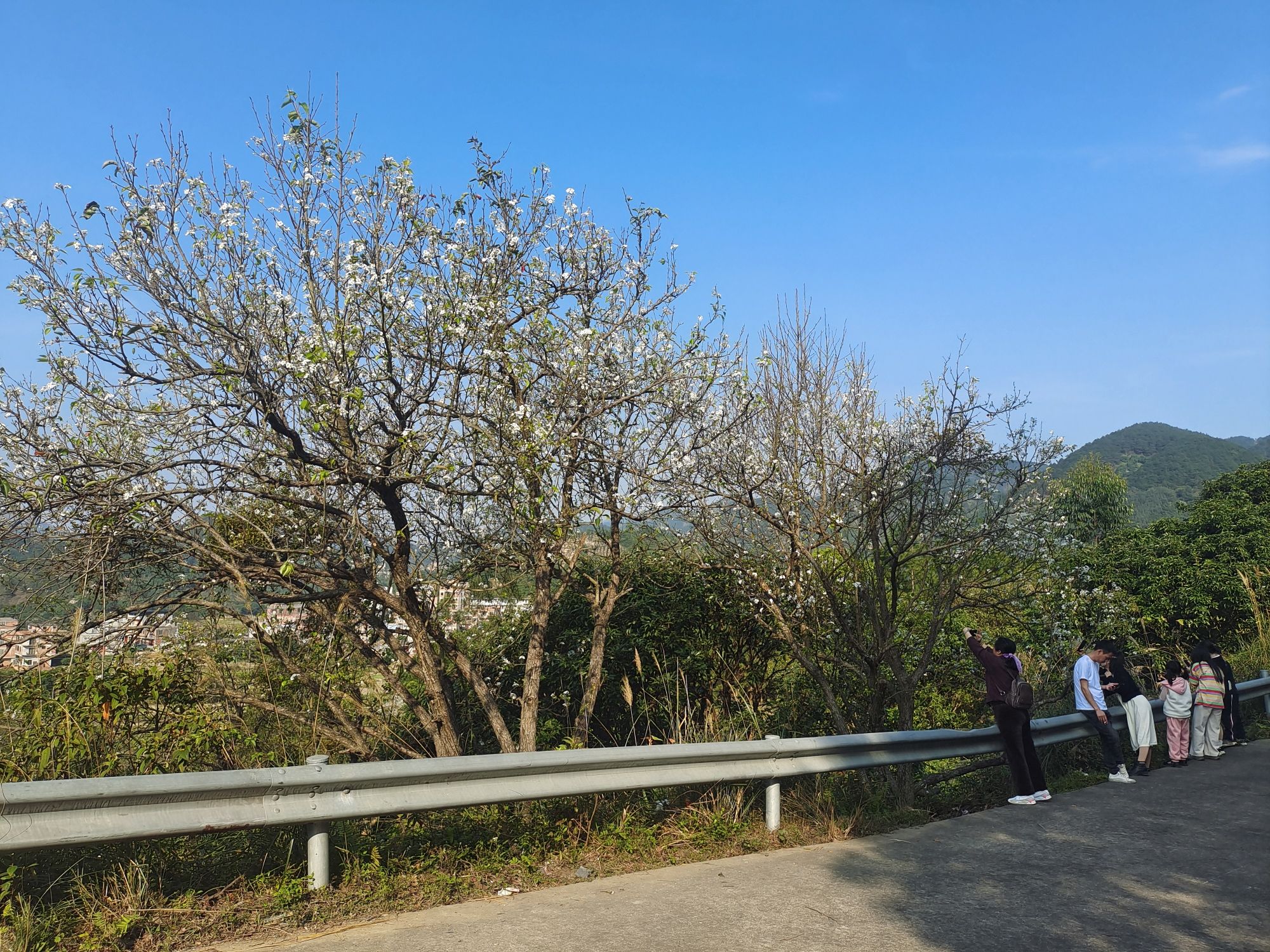 碗窑梨花谷景区旅行图片 3