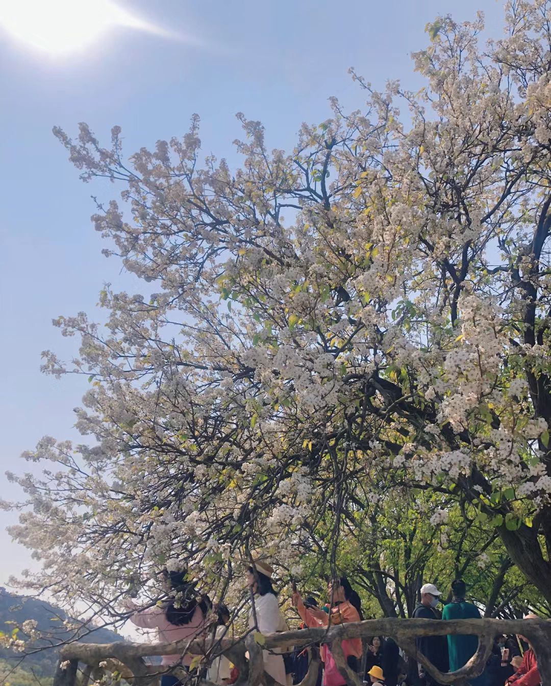 碗窑梨花谷景区旅行图片 3