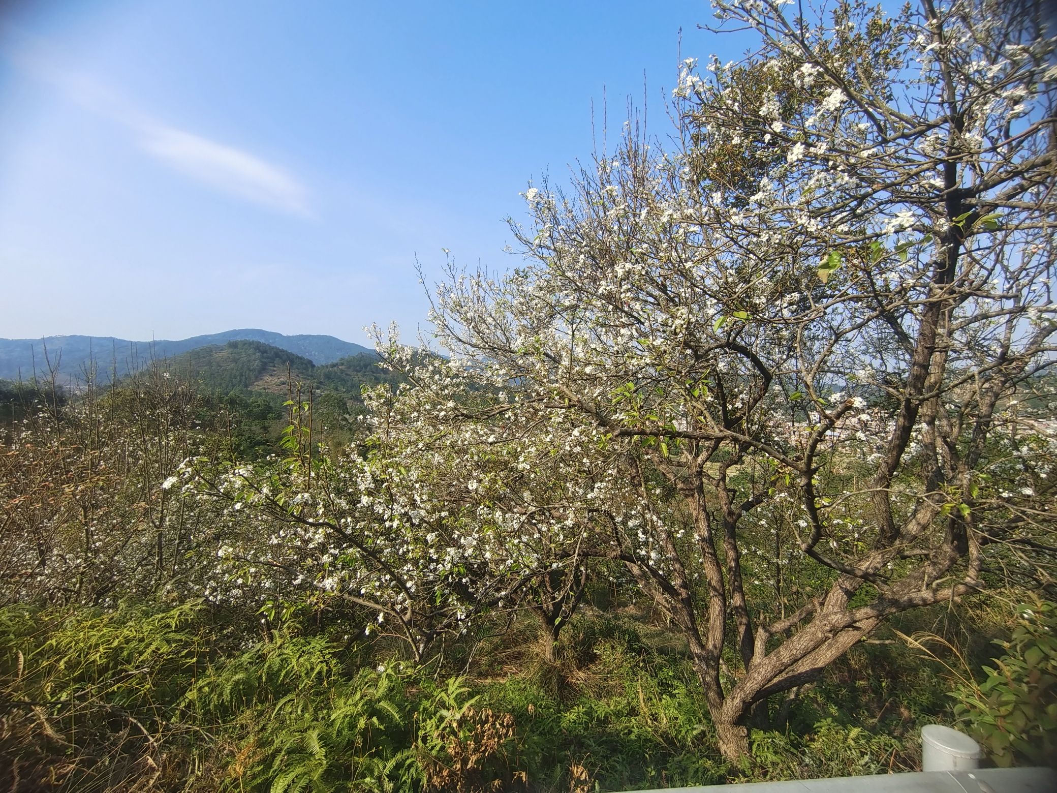 碗窑梨花谷景区旅行图片 1