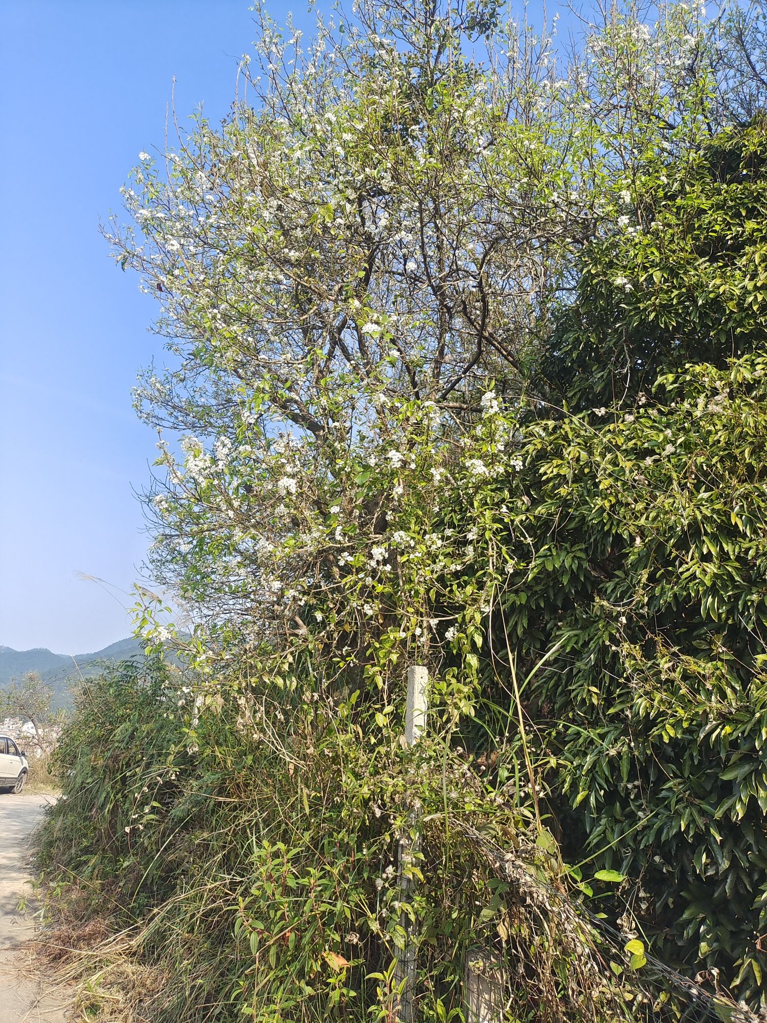 碗窑梨花谷景区旅行图片 2